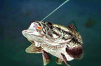 Rapala Pro Fishing
