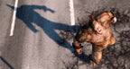 The Amazing Spider-Man (DE)