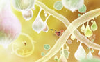 Botanicula