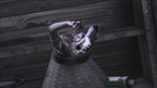 Deadly Premonition: The (DE) — Director's Cut