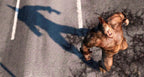 The Amazing Spider-Man (DE)