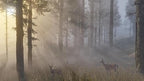 Red Dead Redemption 2 (PT)