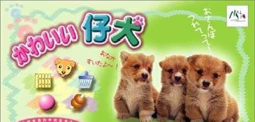 Kawaii Koinu (JP)