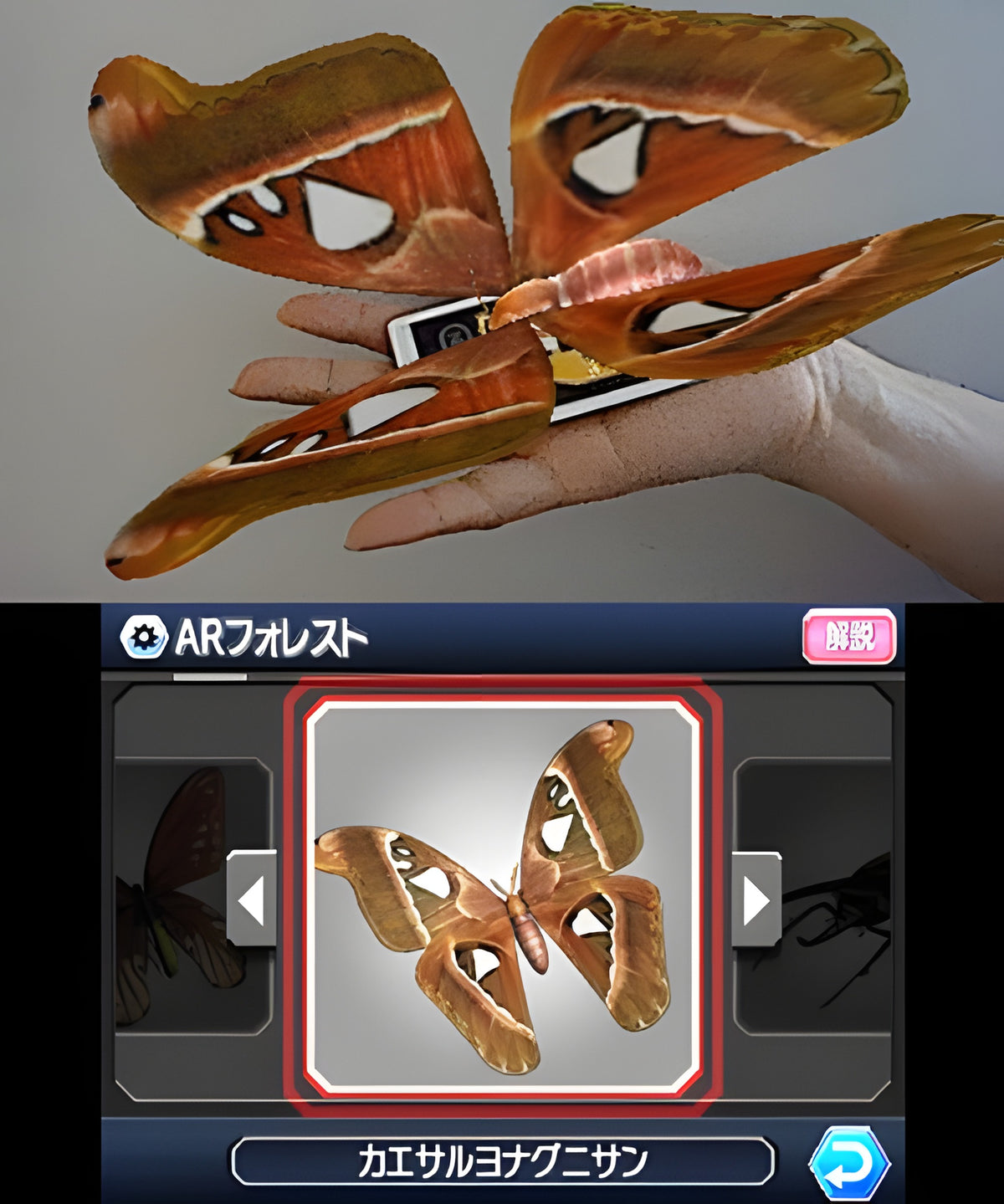 Ein großer Schmetterling als AR-Modell schwebt in Earthpedia über einer Hand.