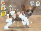 Nintendogs: Chihuahua & Friends