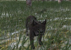North American Hunting Extravaganza 1 (DE)