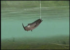 Reel Fishing: Angler's Dream + Angel Controller Aufsatz
